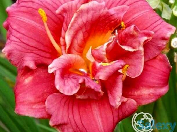 Лилейник кьют эз кэн би, фотография 1