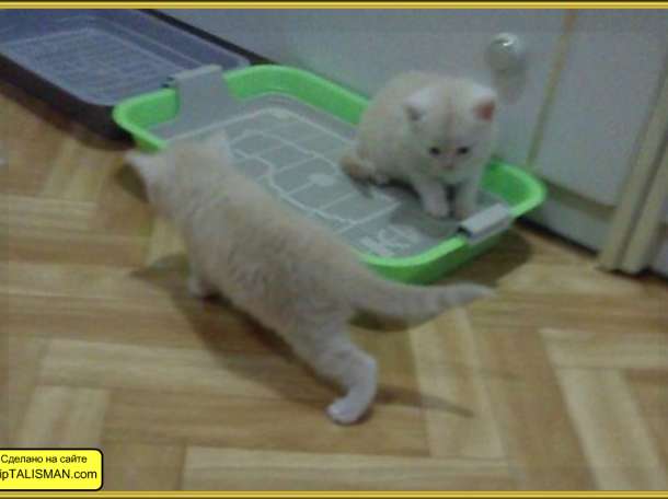 Продаю  котят Скоттиш-страйт  и Скоттиш-Фолд, фотография 4