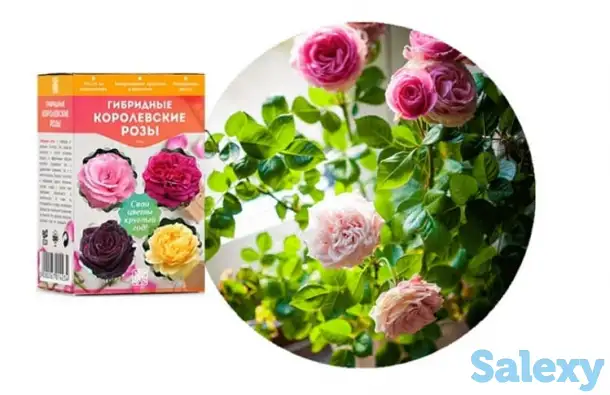 Королевские розы, фотография 1