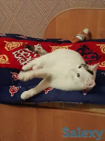 Помогите стерилизовать кошечку, фотография 2