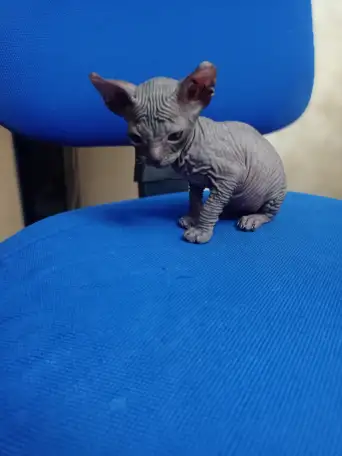 Очень ласковая кошечка сфинкс, ждёт своих хозяев!!!, фотография 6