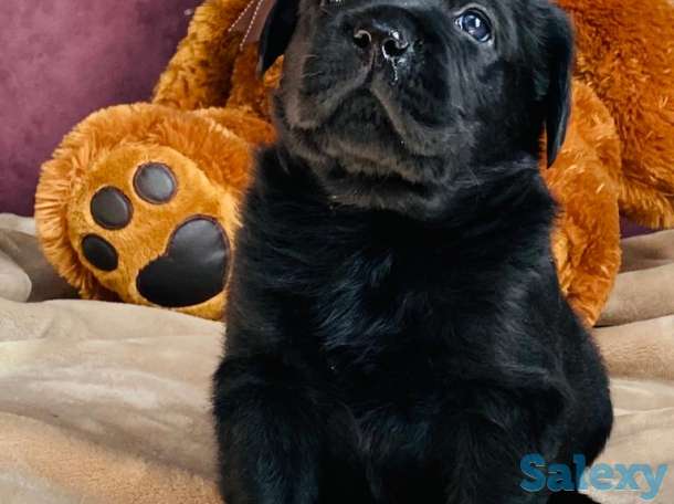 Продам щенков лабрадора ретривера, фотография 3