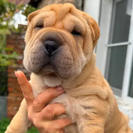 Щенки породы Шарпей, фотография 1