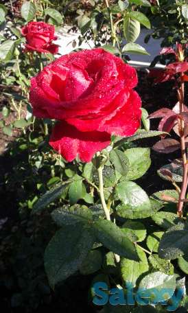 продать дачу, фотография 8