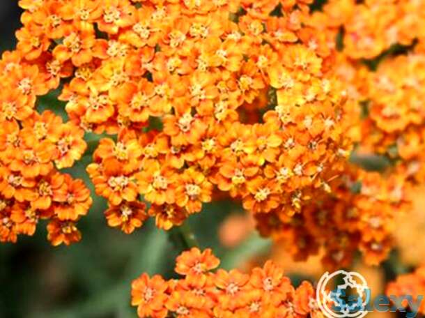 Тысячелистник Терракота, фотография 1