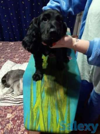 Английский кокер-спаниель, фотография 1