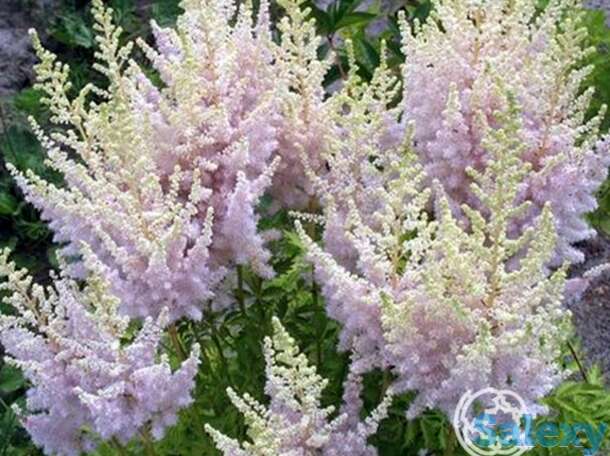 Астильба китайская Милк энд Хоней, фотография 1