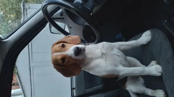 Бигль девочка 7,5 месяцев, фотография 2