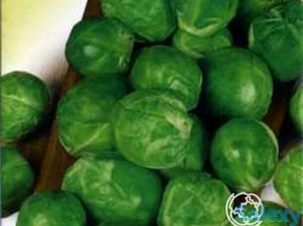 Семена Капуста брюссел. Геркулес 0,2 г, фотография 1