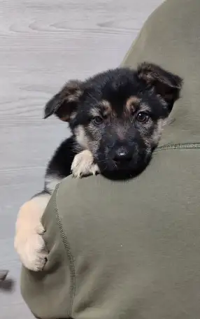 Чистокровные щенки Восточноевропейской овчарки, фотография 4