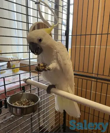 Какаду Попугай в добрые руки!, фотография 1