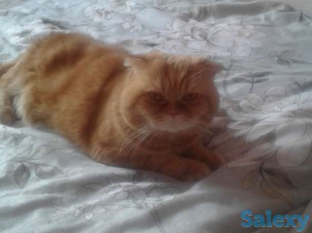 Шотландские котята ждут вас, фотография 2