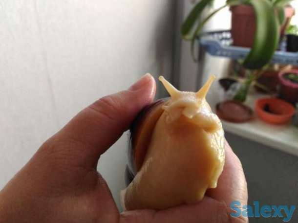 Большие улитки Ахатины, сухопутные, фотография 1