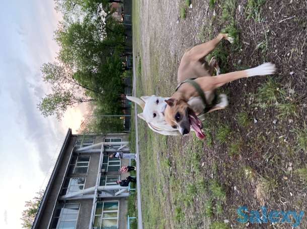 Стаффордширский терьер (стаффорд), фотография 11