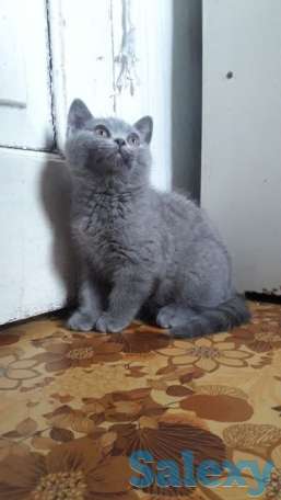 Котята британские, фотография 6