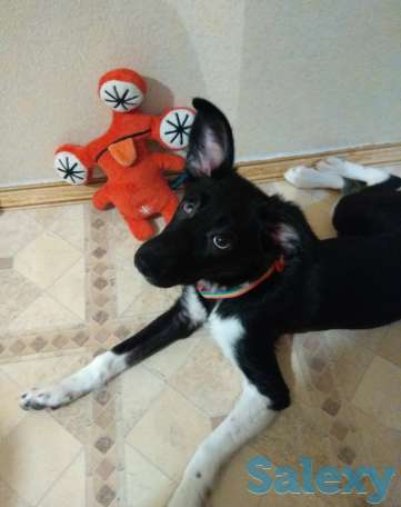 Малышка Хани ищет дом, фотография 1