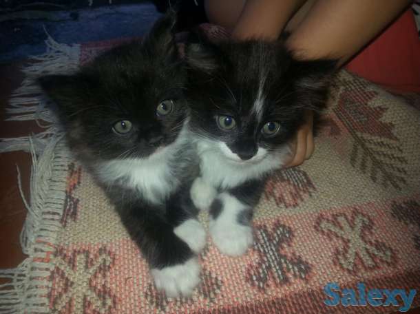 Котята от крысоловки, фотография 1