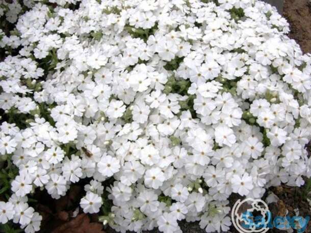 Флокс шиловидный Майшнее, фотография 1