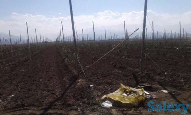 Посадка деревьев, фотография 1