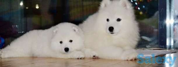 Щенки самоедики, фотография 1