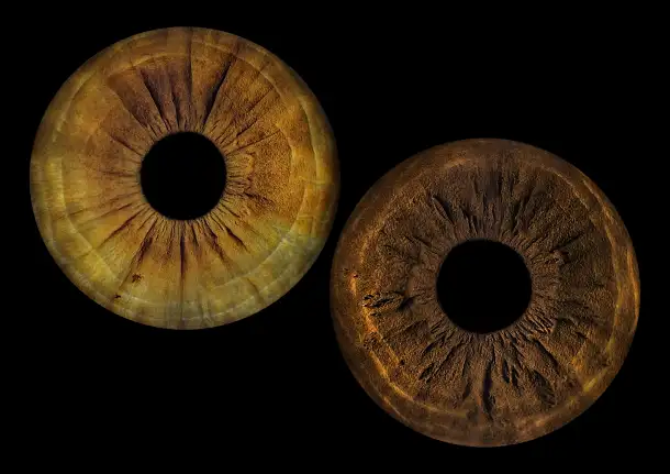 ФОТО РАДУЖКИ ГЛАЗ БИЗНЕС, фотография 5