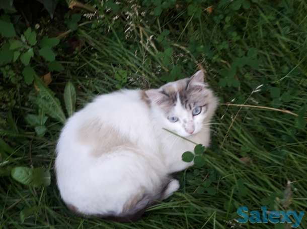 Котенок и его мама ищут дом!, фотография 1