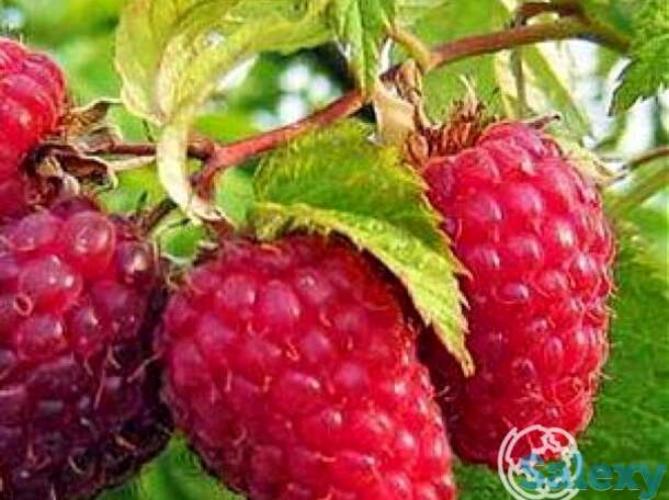 Малина бабье лето ремонтантная, фотография 1