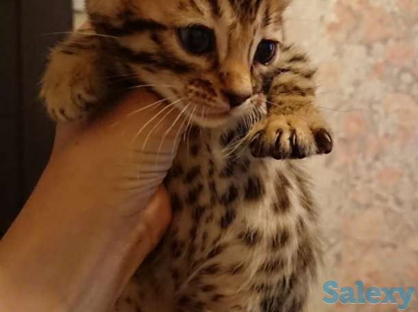 Продам котят. Порода Бенгал, фотография 8