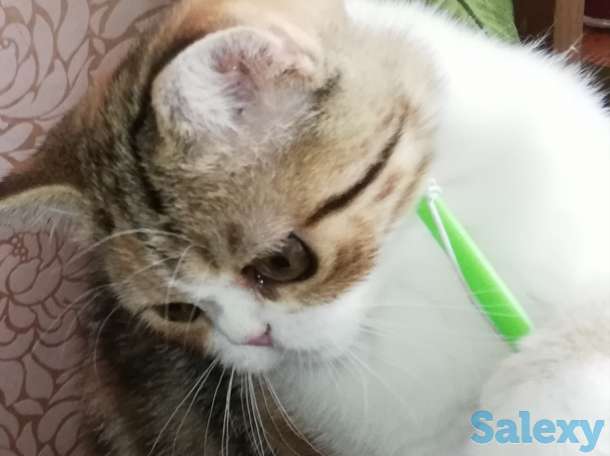 Котенок девочка экзоточка, фотография 4