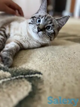 Отдаю добрую кошку в добрые руки :), фотография 2