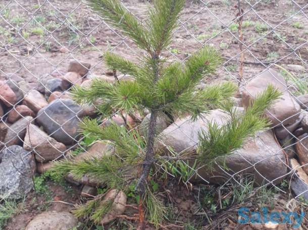 Сеянцы сосны обыкновенной, фотография 1