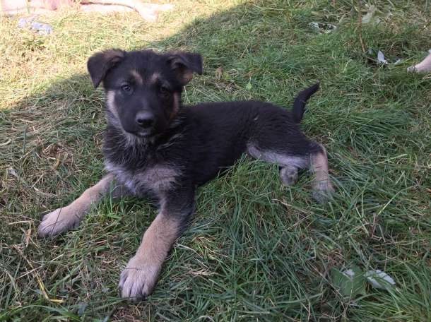 Продам щенков Восточно-Европейской овчарки, фотография 9