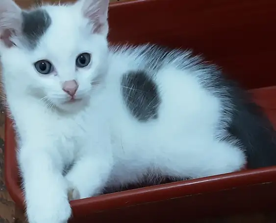 Отдам в хорошие руки котятмальчики, фотография 2