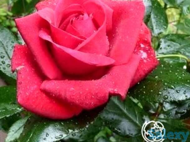 Роза ред флэйм, нирп, фотография 1