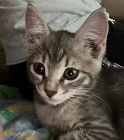 Котенок 2 месяца в добрые руки, фотография 4