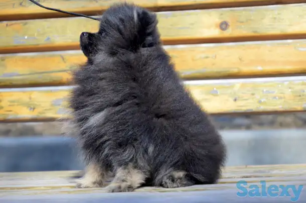 Щенки померанского шпица, фотография 9