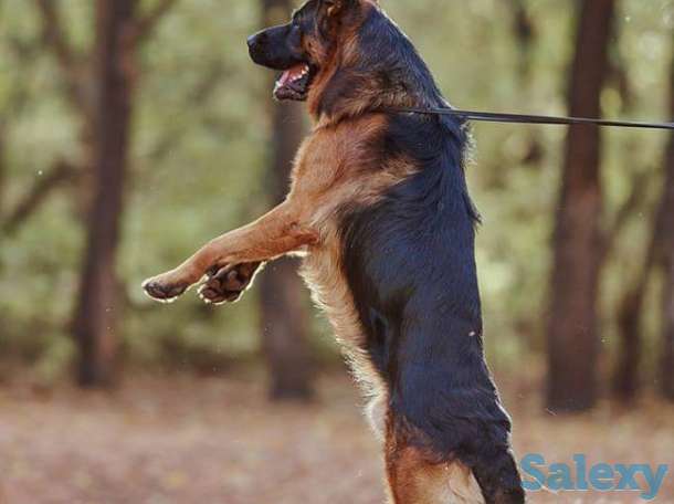 Немецкой овчарки щенков, фотография 3