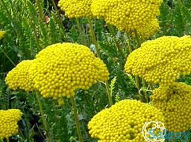 Тысячелистник Паркерс Вейрити, фотография 1