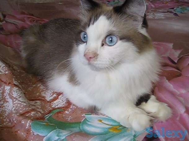 У меня Хозяин умер, фотография 1