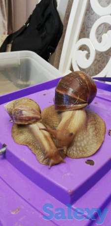 Улитки, фотография 9