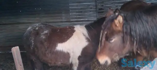 Продам лошадей, фотография 5