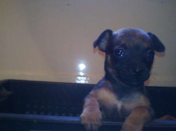 собачку срочно, фотография 9