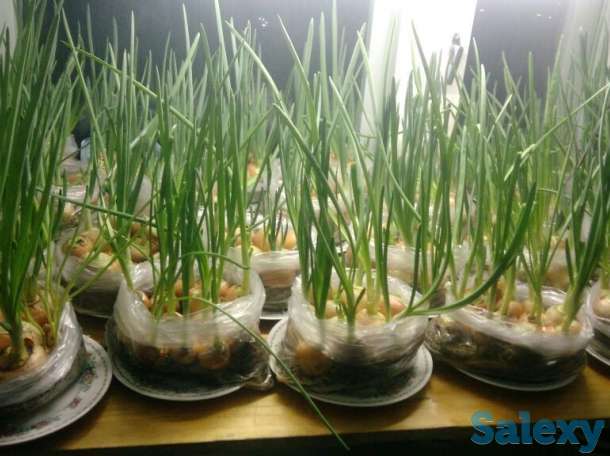 продам зеленый лук перо к НОВОМУ ГОДУ. 1 пакет 300 тг (в пакете 10-13 луковиц)., фотография 2