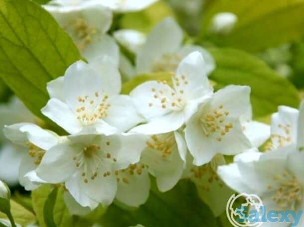 Чубушник ауреус, фотография 1