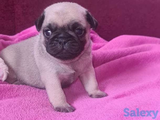 продам щенка мопса, фотография 2
