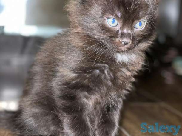 отдам котенка, фотография 1