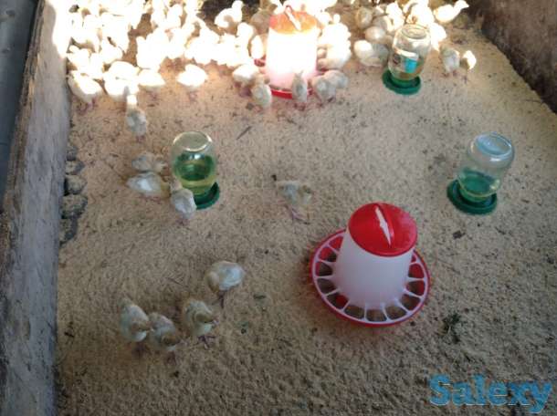 Мясо индейки (индейка, индюк), фотография 3