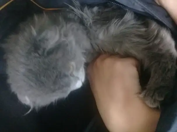 Шотландская вислоушка, фотография 2