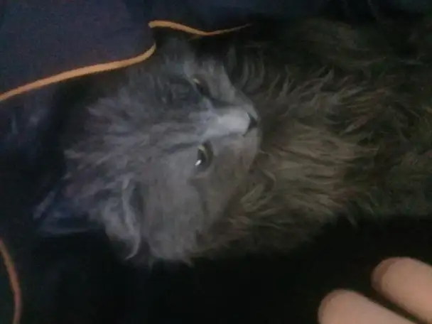 Шотландская вислоушка, фотография 1