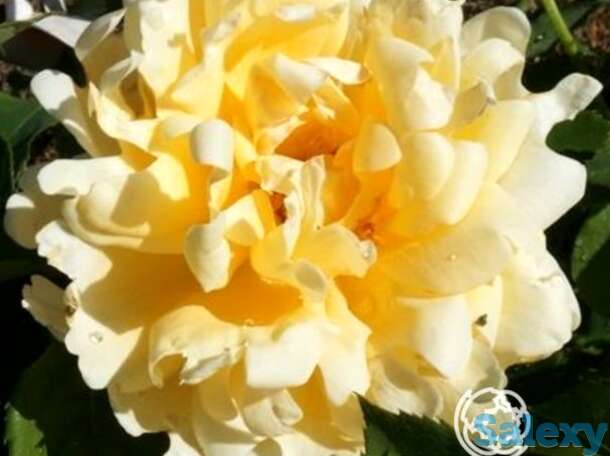 Роза раффлс куин, интерплант, фотография 1